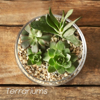 Terrarium succulentes-FPS125-02