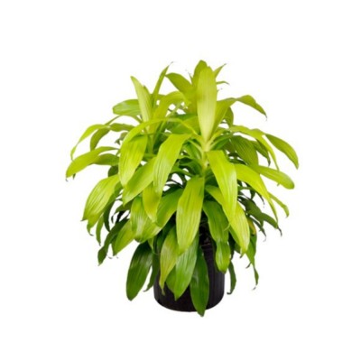 Plante - Dracéna - Janet Craig - Lime Light - 10 pouces