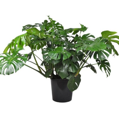 Plante - Philodendron - Monstera