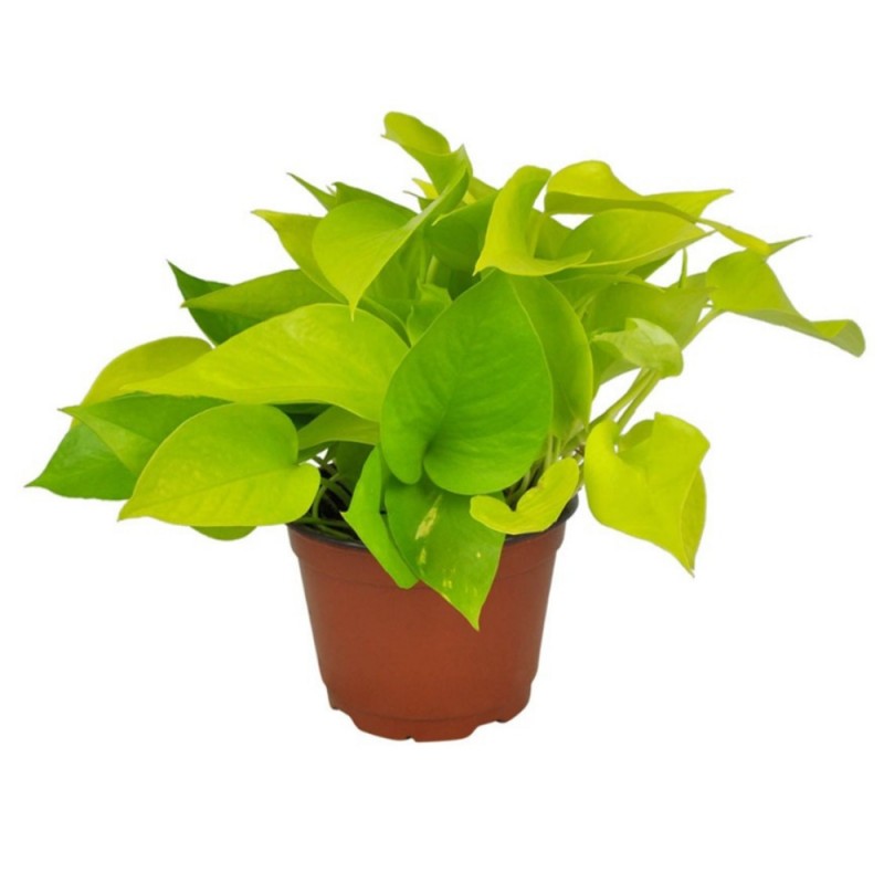 Plante - Pothos - Neon- 6 pouces