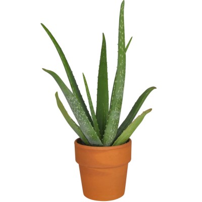 Plante - Aloe-Vera 