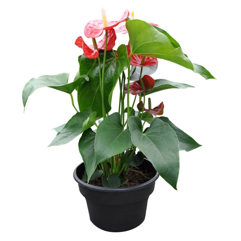 Plante  - Anthurium - 6 pouces