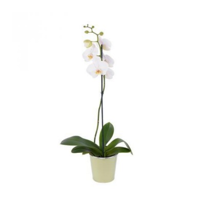 Plante - Orchidée - Phalaenopsis