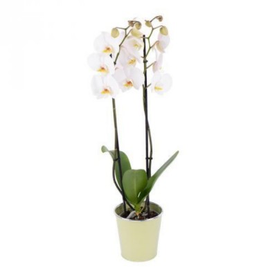 Plante - Orchidée - Phalaenopsis - 2 tiges