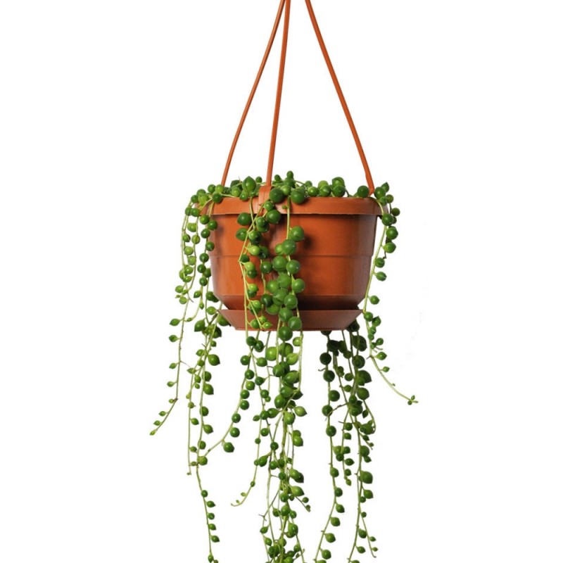 Plante - String of Pearls