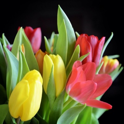Bouquet des 10 Tulipes 